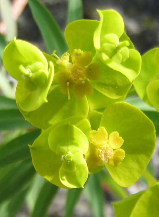 Euphorbia dendroides, Senecio cineraria e Sedum dasyphyllum